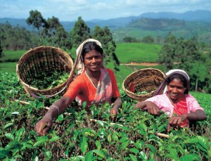 Kak sobiraiut chai` v Indii